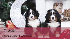  Presentation with cute christmas pug puppy dog - Slide deck consisting of christmas puppies bernese mountain dog background and a red colored foreground