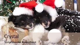  Presentation with santa - Amazing PPT layouts having christmas puppies sheltie wearing backdrop and a coral colored foreground