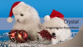  Presentation with white christmas - PPT theme consisting of christmas puppies white pomeranian spitz background and a soft green colored foreground