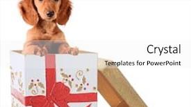  Presentation with gift - Beautiful presentation featuring christmas puppy in a gift backdrop and a white colored foreground