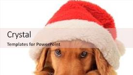  Presentation with hat - Beautiful PPT theme featuring christmas puppy wearing a santa backdrop and a lemonade colored foreground