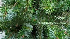  Presentation with fir tree - Colorful slides enhanced with christmas real fir tree leaves backdrop and a tawny brown colored foreground