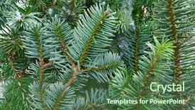  Presentation with fir tree - Presentation theme having christmas real fir tree leaves background and a ocean colored foreground