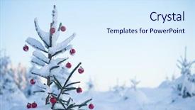  Presentation with christmas red - Audience pleasing presentation design consisting of christmas red balls on pine backdrop and a  colored foreground