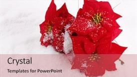  Presentation with christmas red - Amazing PPT theme having christmas red poinsettias background backdrop and a coral colored foreground