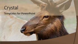  Presentation with antlers - Amazing slides having christmas rudolph - young brown caribou head backdrop and a coral colored foreground