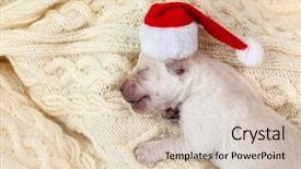  Presentation with newborn - PPT layouts consisting of christmas safety - cute newborn labrador puppy dog background and a lemonade colored foreground