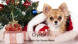  Presentation with mexican hats - Colorful presentation enhanced with christmas shepherds - chihuahua in santa hats backdrop and a coral colored foreground