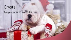  Presentation with santa claus and reindeers - Audience pleasing presentation theme consisting of christmas shepherds - english bulldog puppy in santa backdrop and a light blue colored foreground