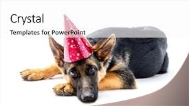  Presentation with german - Cool new PPT theme with christmas shepherds - german shepherd puppy lying down backdrop and a white colored foreground