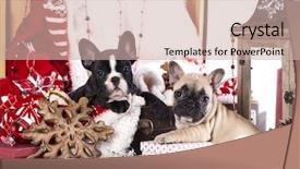  Presentation with puppy - Amazing presentation theme having christmas shepherds - puppy ristmas french bulldog backdrop and a  colored foreground