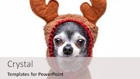  Presentation with dog shelter - Colorful slide deck enhanced with christmas-studio-shot backdrop and a light gray colored foreground