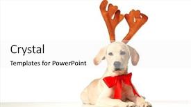  Presentation with red and white - Amazing slide set having christmas theme - beautiful labrador retriever with red backdrop and a white colored foreground