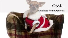  Presentation with santa - Theme featuring christmas theme - chihuahua wearing santa outfit 25 background and a light gray colored foreground