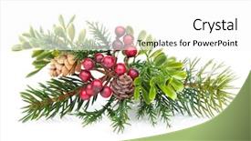  Presentation with christmas holly - PPT theme having christmas tree branch with holly background and a  colored foreground