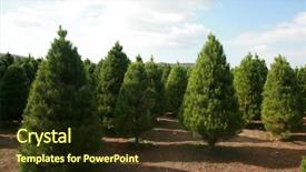  Presentation with tree farm - PPT layouts consisting of christmas tree farm in southern background and a wine colored foreground