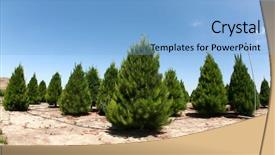  Presentation with tree farm - Audience pleasing PPT theme consisting of christmas tree farm in southern backdrop and a light blue colored foreground