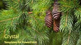  Presentation with pine - Colorful theme enhanced with christmas tree forest - pine cones on the branch backdrop and a tawny brown colored foreground