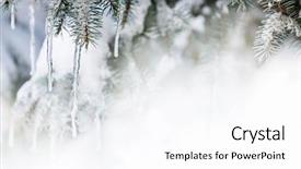  Presentation with spruce - Presentation consisting of christmas winter background with icicles background and a white colored foreground
