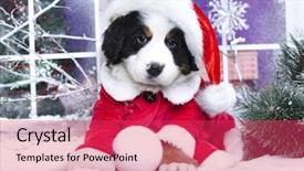  Presentation with dog christmas - Beautiful slide deck featuring christmas wreath on neck bernese backdrop and a red colored foreground