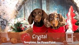  Presentation with dachshund - Slide set with christmas-wreath-on-neck-dachshund background and a tawny brown colored foreground