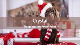  Presentation with dachshund - Presentation design with christmas wreath on neck dachshund background and a violet colored foreground