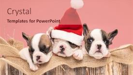  Presentation with sleeping - Slide deck consisting of christmassy-three-french-bulldog-puppies background and a coral colored foreground