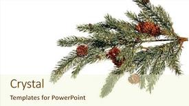  Presentation with christmas tree - Audience pleasing slides consisting of christmast - fake christmas tree branch isolated backdrop and a cream colored foreground