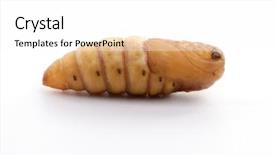  Presentation with chrysalis - Slide set consisting of chrysalis silkworm on white background background and a white colored foreground