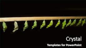  Presentation with chrysalis - Cool new slides with chrysalis stage of butterfly isolated backdrop and a black colored foreground