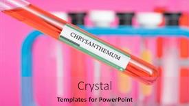  Presentation with chrysanthemum - Slides featuring chrysanthemum-a-natural-insecticide background and a  colored foreground