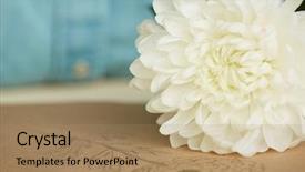  Presentation with fresh ginger root on white - Amazing theme having chrysanthemum and sketchbook with depiction backdrop and a coral colored foreground