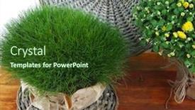  Presentation with chrysanthemum - PPT theme with chrysanthemum-bush-and-grass background and a tawny brown colored foreground