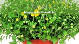  Presentation with chrysanthemum - Amazing PPT layouts having chrysanthemum bush in pot close up backdrop and a tawny brown colored foreground