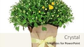  Presentation with chrysanthemum - Amazing presentation theme having chrysanthemum bush in pot isolated on white backdrop and a blonde colored foreground