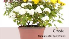  Presentation with chrysanthemum - Presentation having chrysanthemum bush in pot isolated on white background and a coral colored foreground