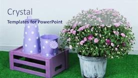  Presentation with chrysanthemum - PPT theme with chrysanthemum bush in pot with watering cans on grass on grey background background and a sky blue colored foreground