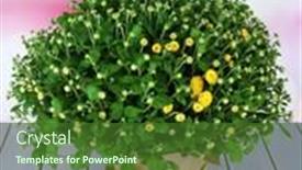 Presentation with chrysanthemum - Cool new presentation theme with chrysanthemum bush in pot on wooden table on bright background backdrop and a tawny brown colored foreground