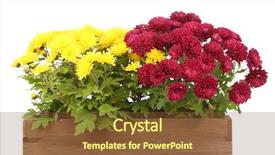  Presentation with chrysanthemum - Amazing presentation theme having chrysanthemum bush in wooden box backdrop and a tawny brown colored foreground