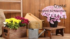  Presentation with chrysanthemum - PPT layouts with chrysanthemum bush in wooden boxes on wooden wall background background and a coral colored foreground