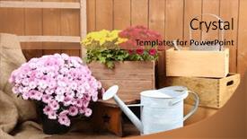  Presentation with chrysanthemum - Amazing theme having chrysanthemum bush in wooden boxes on wooden wall background backdrop and a coral colored foreground