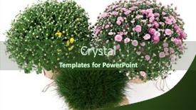  Presentation with chrysanthemum - Presentation consisting of chrysanthemum bushes and grass in pots isolated on white background and a tawny brown colored foreground