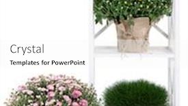  Presentation with chrysanthemum - Presentation having chrysanthemum bushes grass and cacti in pots on rack isolated on white background and a white colored foreground