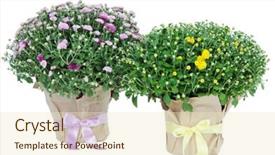  Presentation with chrysanthemum - Beautiful slide deck featuring chrysanthemum bushes in pots isolated on white backdrop and a cream colored foreground