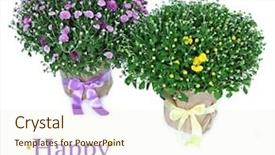  Presentation with chrysanthemum - PPT theme enhanced with chrysanthemum bushes in pots isolated on white background and a cream colored foreground