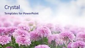  Presentation with chrysanthemum - Cool new PPT theme with chrysanthemum field in a morning backdrop and a sky blue colored foreground