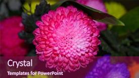  Presentation with pink and blue - Cool new PPT layouts with chrysanthemum flower blue pink purple backdrop and a violet colored foreground