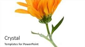  Presentation with stem - Amazing PPT theme having no printing - one chrysanthemum flower head backdrop and a white colored foreground