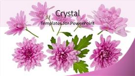  Presentation with leaves flat lay - Colorful PPT theme enhanced with chrysanthemum flower heads with green backdrop and a lemonade colored foreground