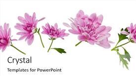  Presentation with leaves flat lay - Presentation theme enhanced with chrysanthemum flower heads with green background and a white colored foreground